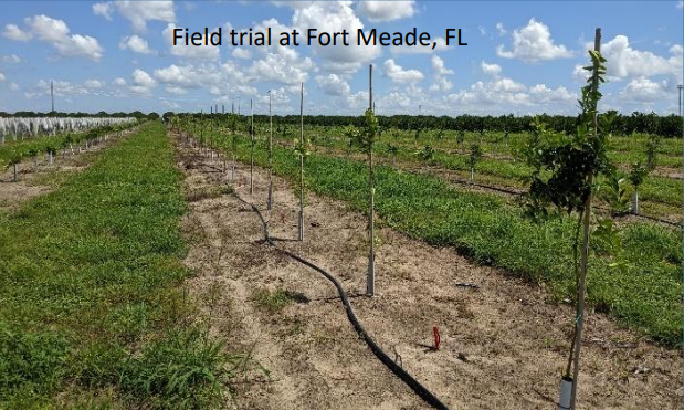 Field Trial at Fort Meade, FL