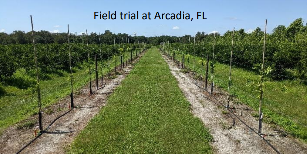 Field Trial at Arcadia, FL